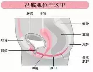 盆底功能障碍性疾病