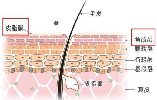 皮脂膜受损